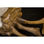 Photo of Кресло - Паук для кукол 1/4 - дерево Орех